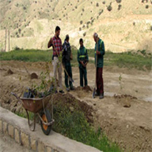 کاشت ۱۶۰۰ نهال و درختچه در شرکت بهره برداری مارون