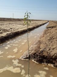 طرح درختکاری بارویکرد بیابان زادیی ، با همکاری شرکت آب جنوب شرق در خوزستان آغاز شد