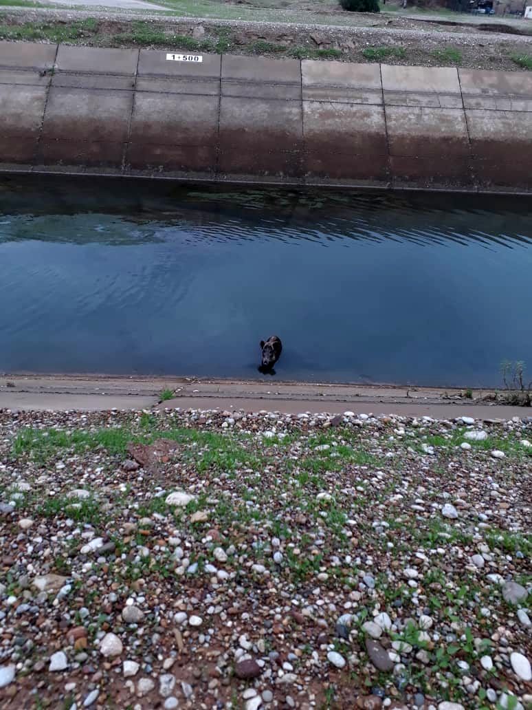  نجات 8 گراز گرفتار در کانال "پای پل" شبکه آبیاری کرخه شمالی