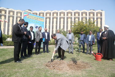 درخت کاری
