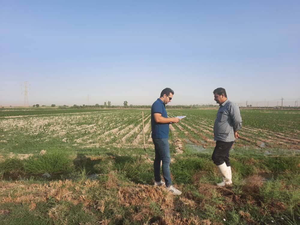 آغاز عملیات مساحی کشت تابستانه و سالیانه در شرکت آبیاری مارون 