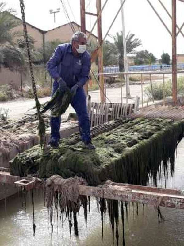 جلبک زدایی کانال آبرسانی شرکت آب جنوب شرق