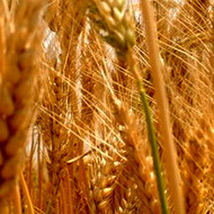 سطح زیر کشت محصولات زراعی شبکه های آبیاری شمال خوزستان به وضعیت نرمال رسید