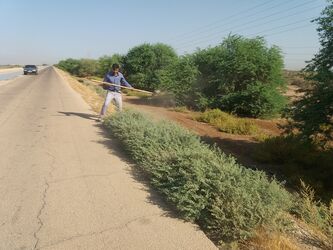 پاکسازی و هرس درختان جاده سرویس کانال انتقال آب جنوب شرق