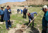 کاشت 300 اصله نهال در سد مسجدسلیمان