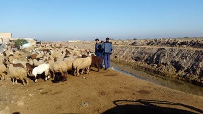 رفع تصرف جاده سرویس و حریم سمت راست کانال اصلی شبکه پنج هزار هکتاری 