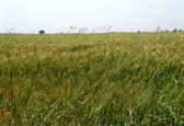 عقد قرارداد آب گندم در شبکه های آبیاری شمال خوزستان آغاز شد