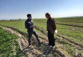آغاز عملیات مساحی کشت زمستانه 99 در شرکت آبیاری مارون