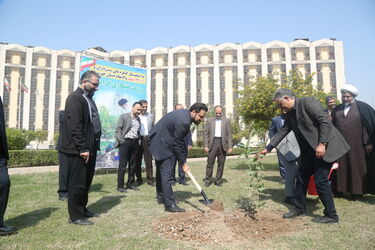 درخت کاری
