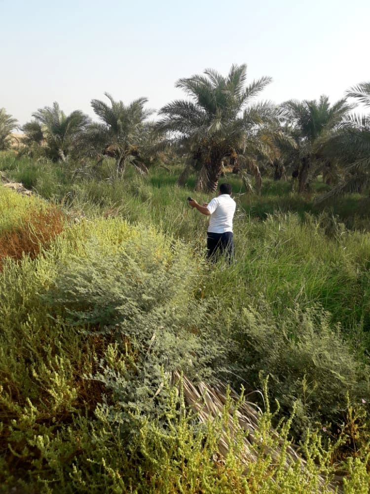  مساحی کشت تابستانه و نخیلات آغاز شد