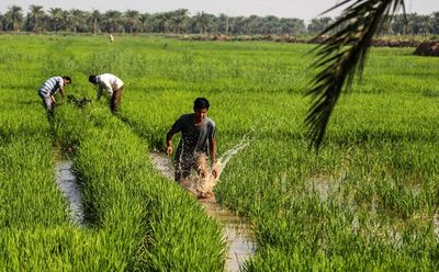 کشت شلتوک (برنج) در حوضه‌های کرخه، دز، کارون، مارون–جراحی و زهره در خوزستان ممنوع شد