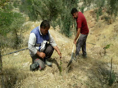 کاشت 1000 اصله نهال در پلاژ تفریحی سد مارون