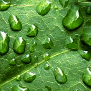 باران کم سابقه منطقه شمال خوزستان را دربرگرفت